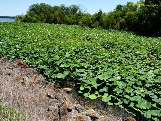 {Nelumbo nucifera}